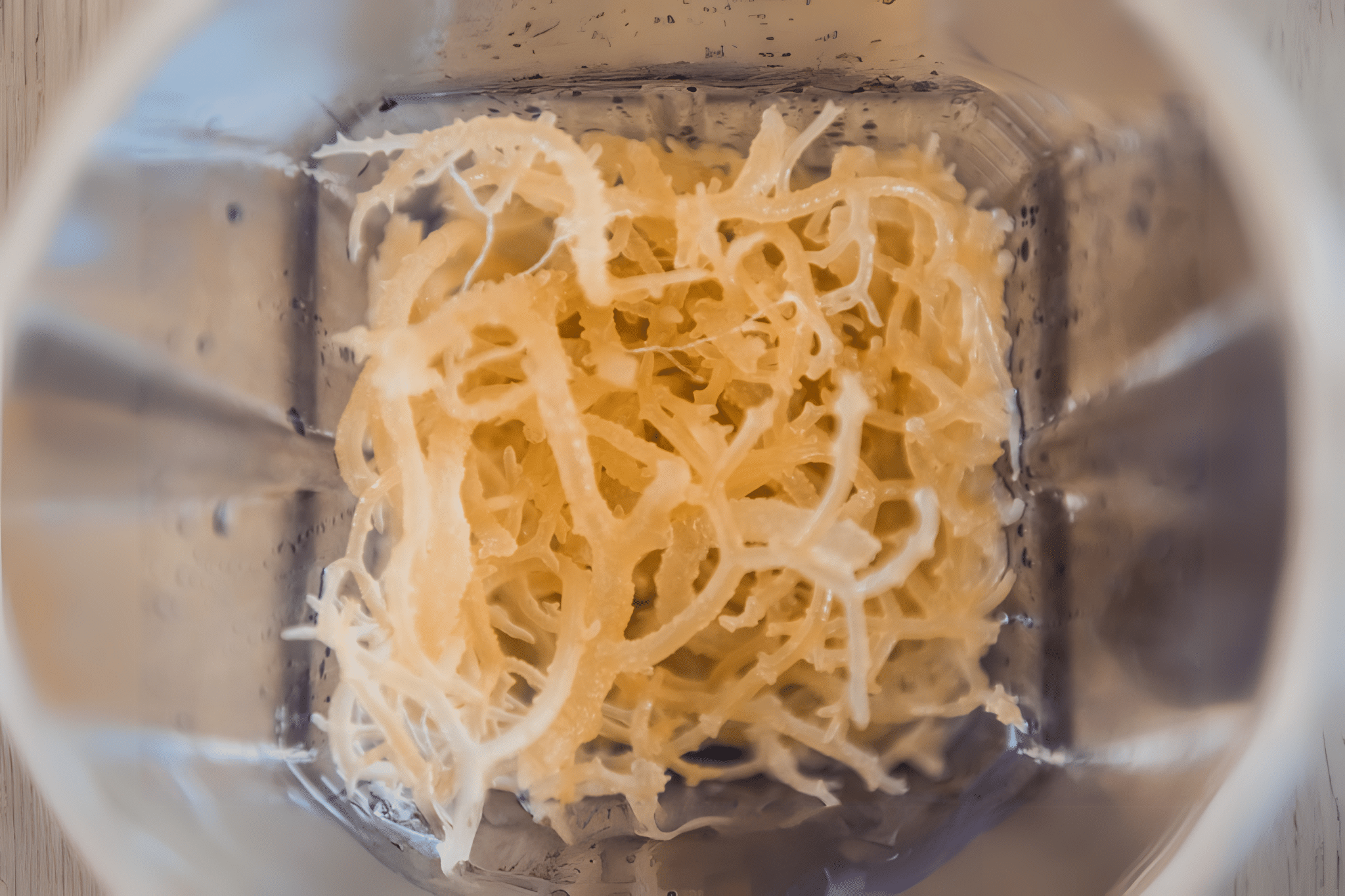 organic sea moss the ultimate superfood for vegans 2 organic sea moss organic sea moss the ultimate superfood for vegans