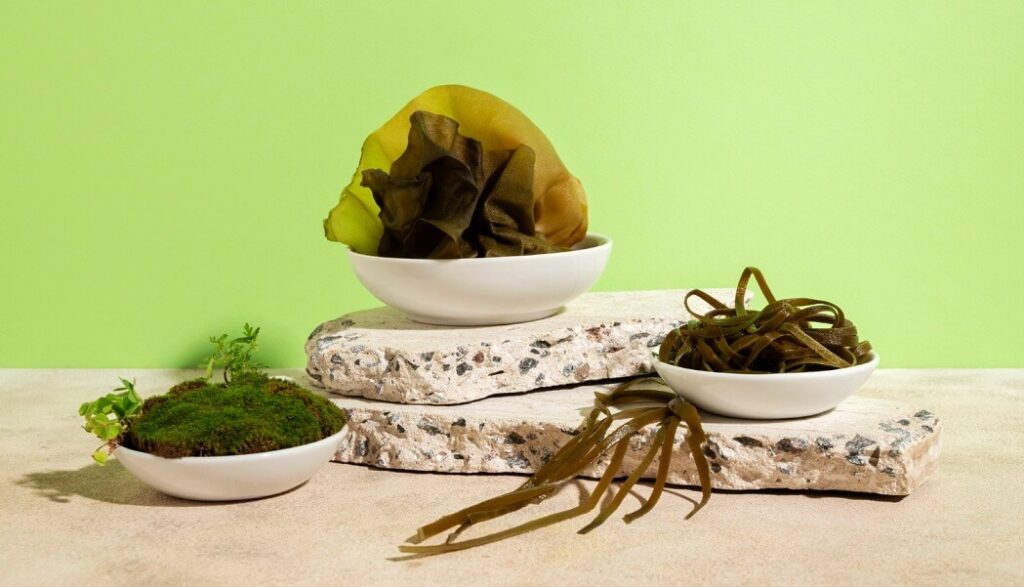algae and moss on plate