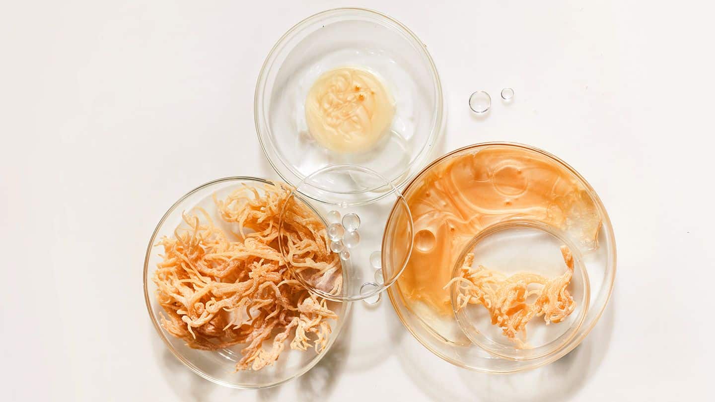 sea moss secrets discover the superfood that supports every system in your body