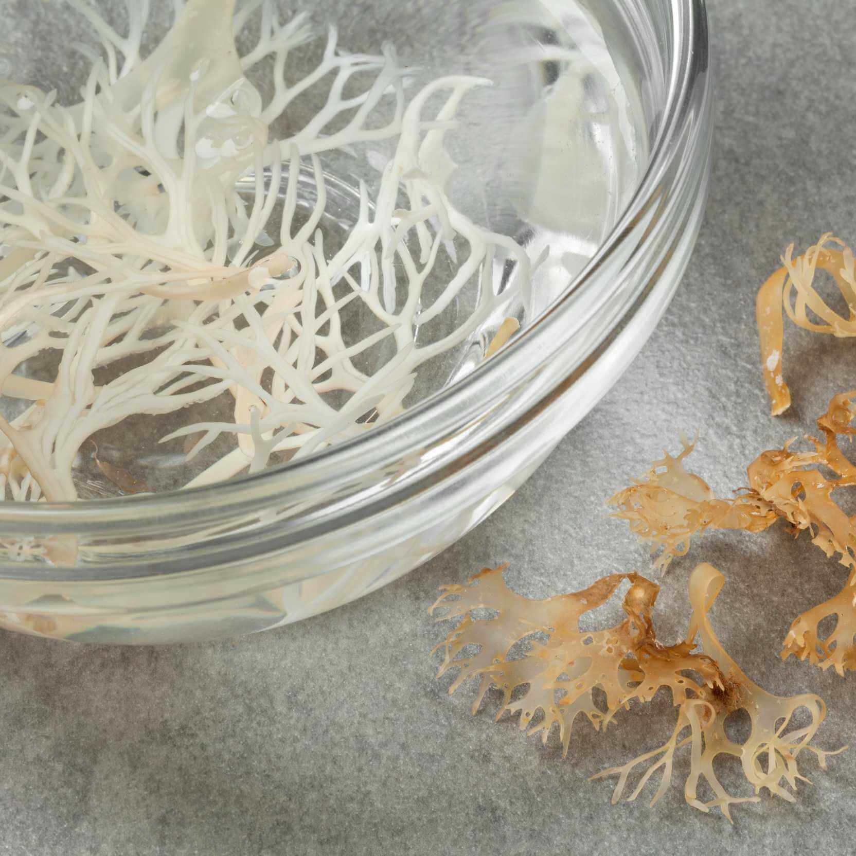 bowl with fresh sea moss