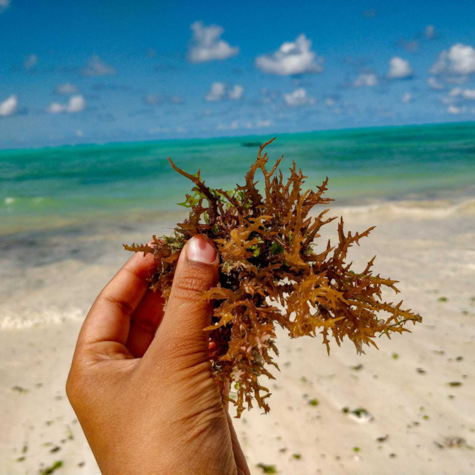 man holding sea moss at the beach shore