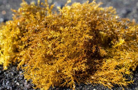 close up to click sea moss