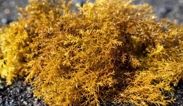 close up to click sea moss