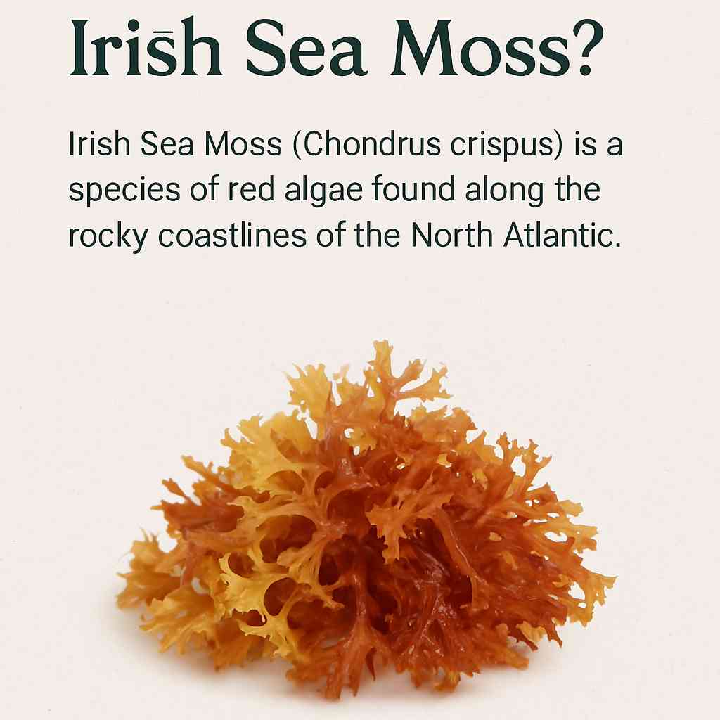 irish sea moss